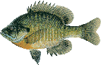 lake chippewa campground blue gill