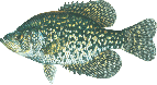 lake chippewa campground crappie