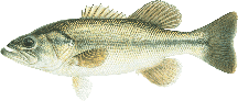 lake chippewa campground largemouth bass