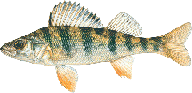 lake chippewa campground perch