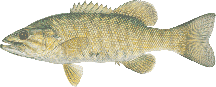 lake chippewa campground smallmouth bass