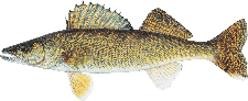 lake chippewa campground walleye