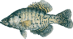 lake chippewa campground crappie